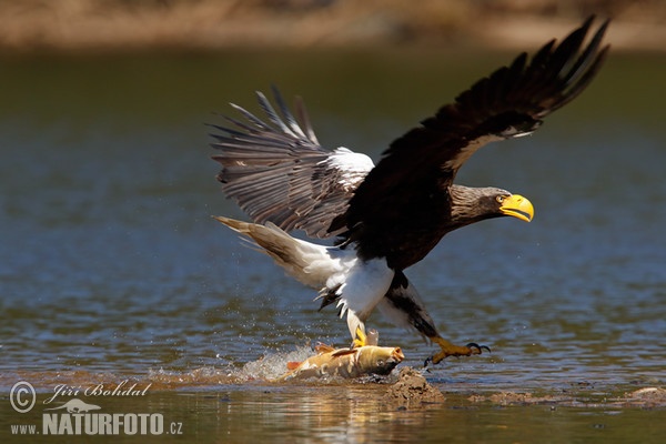 Steller's Sea Eagle (Haliaeetus pelagicus)