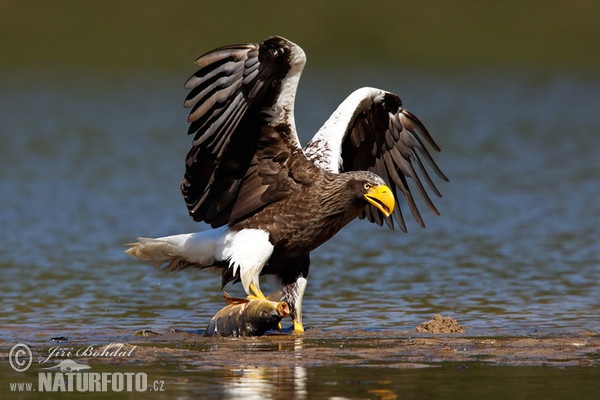 Steller's Sea Eagle (Haliaeetus pelagicus)