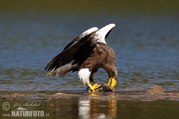 Steller's Sea Eagle (Haliaeetus pelagicus)