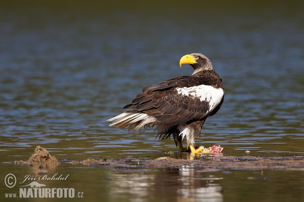 Steller's Sea Eagle (Haliaeetus pelagicus)