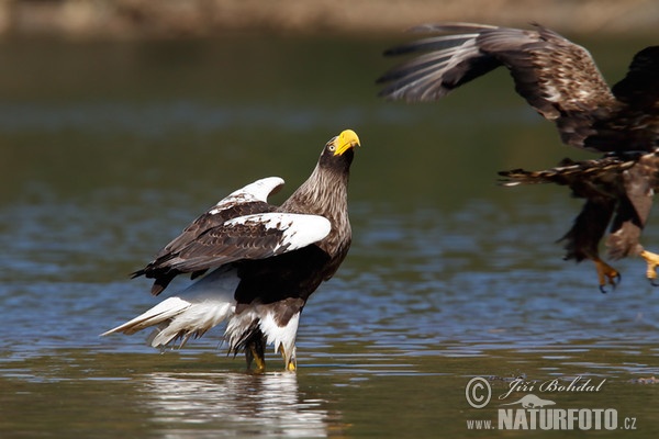 Steller's Sea Eagle (Haliaeetus pelagicus)