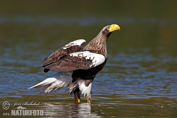 Steller's Sea Eagle (Haliaeetus pelagicus)