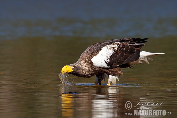 Steller's Sea Eagle (Haliaeetus pelagicus)