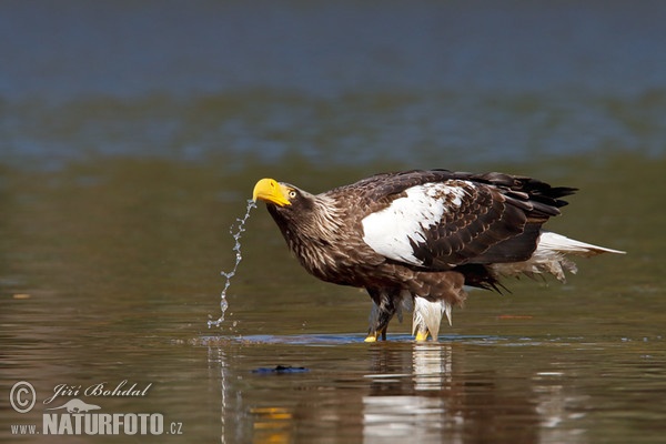 Steller's Sea Eagle (Haliaeetus pelagicus)