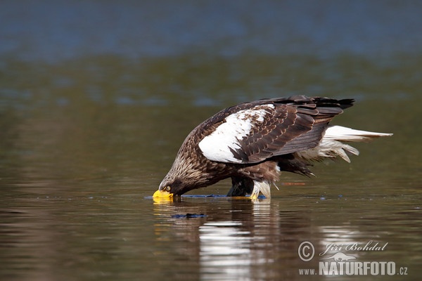 Steller's Sea Eagle (Haliaeetus pelagicus)