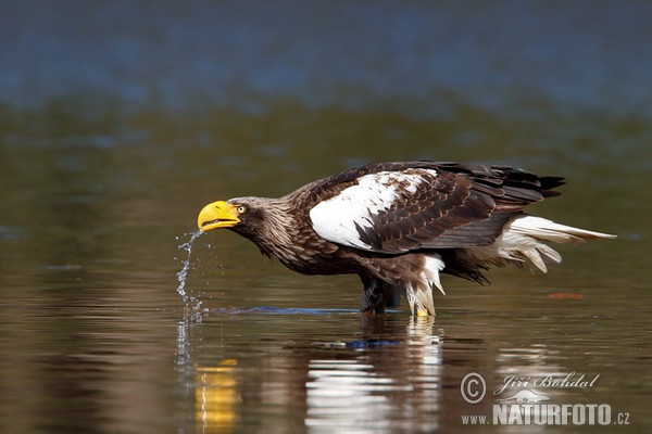 Steller's Sea Eagle (Haliaeetus pelagicus)