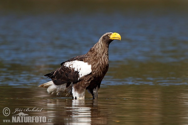 Steller's Sea Eagle (Haliaeetus pelagicus)