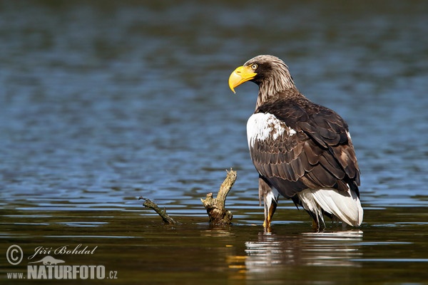 Steller's Sea Eagle (Haliaeetus pelagicus)