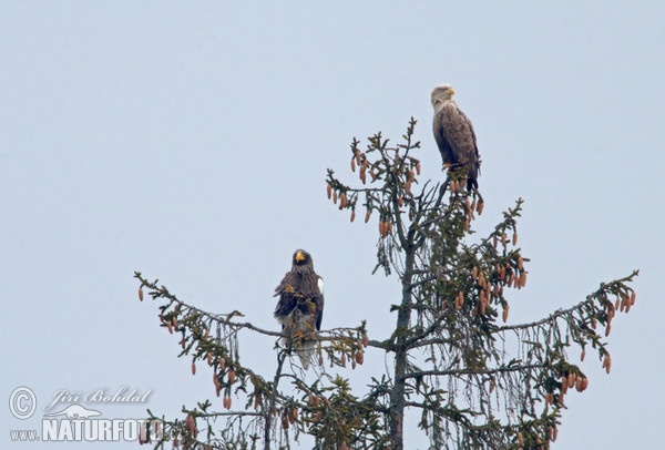 Steller's Sea Eagle (Haliaeetus pelagicus)