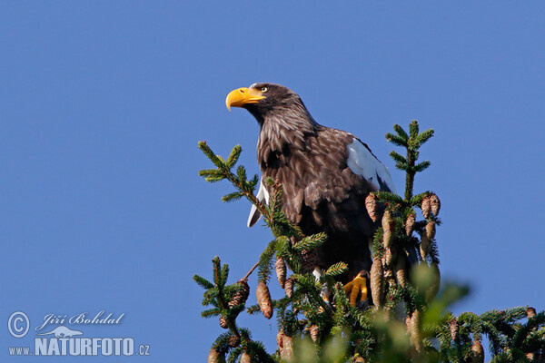 Steller's Sea Eagle (Haliaeetus pelagicus)