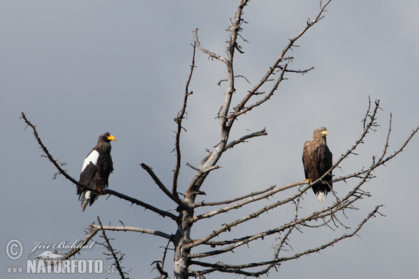 Steller's Sea Eagle (Haliaeetus pelagicus)