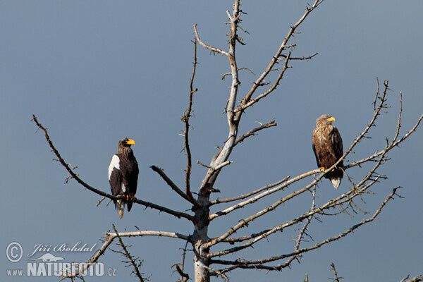 Steller's Sea Eagle (Haliaeetus pelagicus)