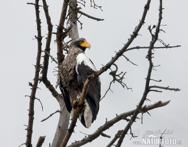 Steller's Sea Eagle (Haliaeetus pelagicus)