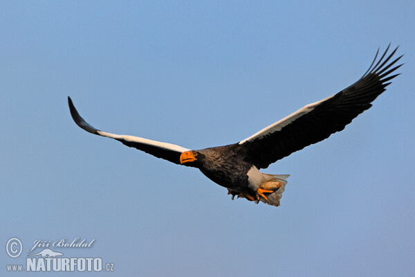 Steller's Sea Eagle (Haliaeetus pelagicus)