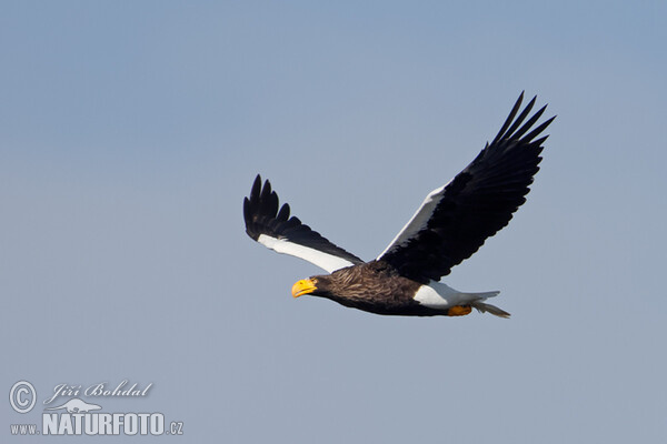 Steller's Sea Eagle (Haliaeetus pelagicus)