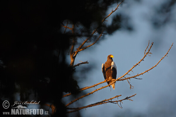 Steller's Sea Eagle (Haliaeetus pelagicus)