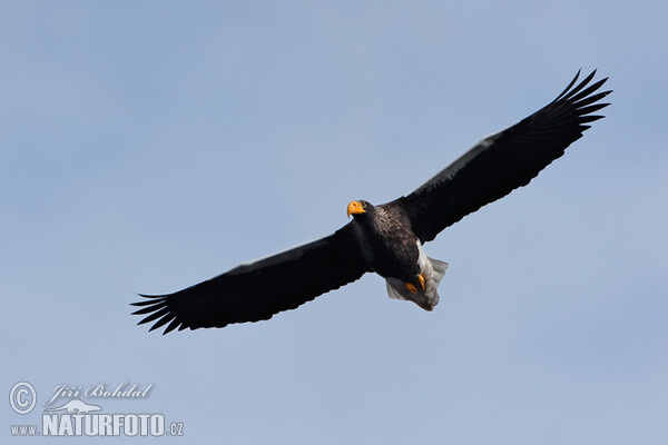 Steller's Sea Eagle (Haliaeetus pelagicus)