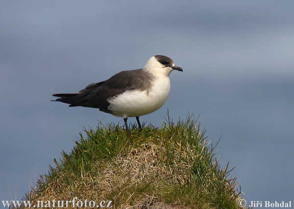 Stercorarius parasiticus