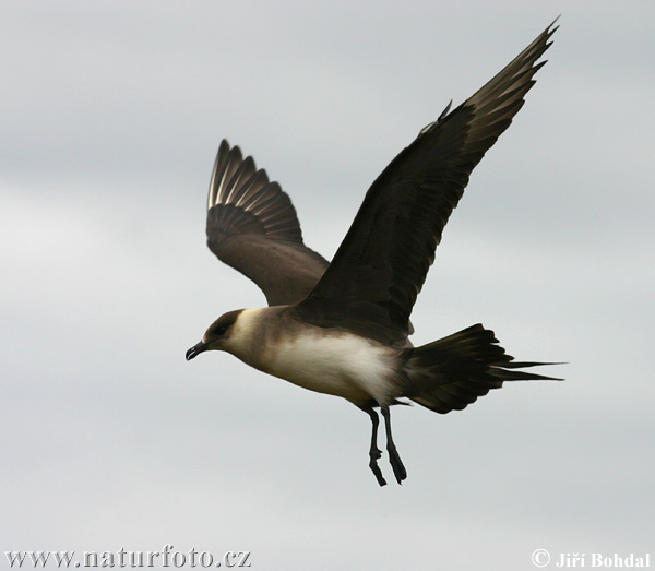 Stercorarius parasiticus