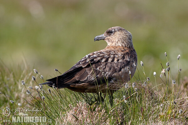 Stercorarius skua