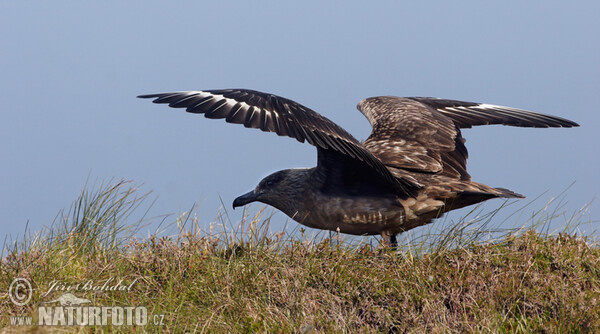 Stercorarius skua