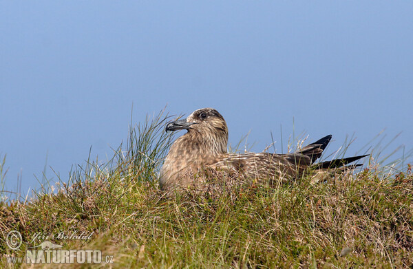 Stercorarius skua