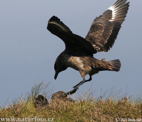 Stercorarius skua