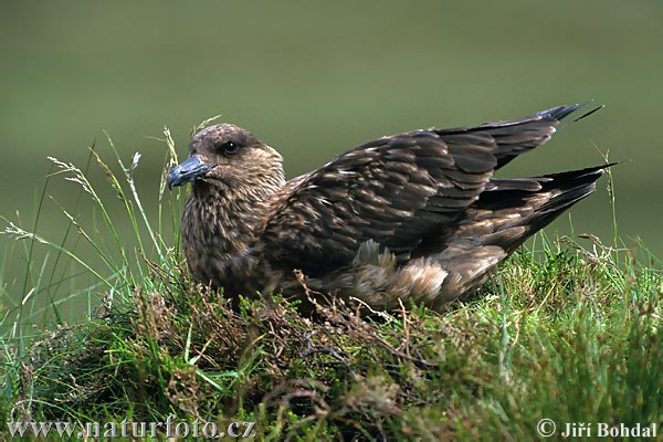 Stercorarius skua