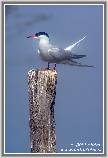 Sterna hirundo