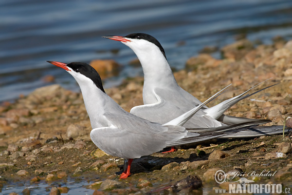 Sterna hirundo