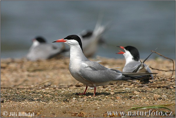 Sterna hirundo
