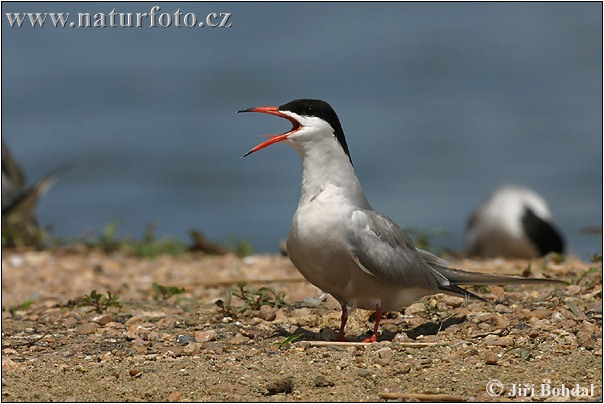 Sterna hirundo