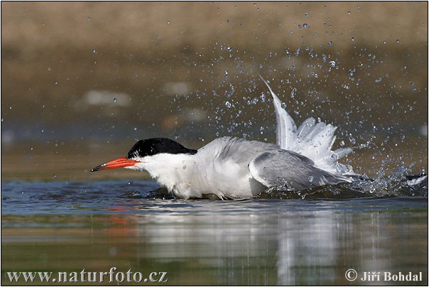 Sterna hirundo