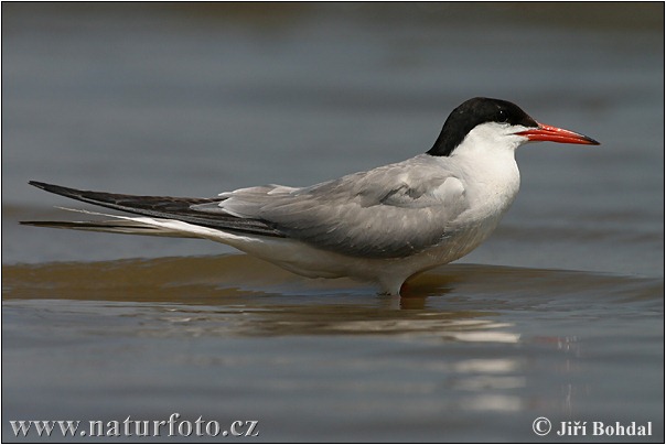 Sterna hirundo