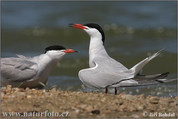 Sterna hirundo