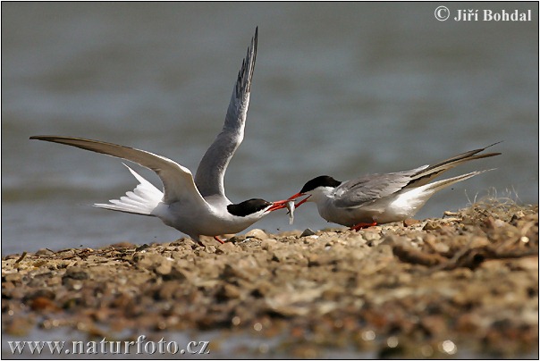 Sterna hirundo