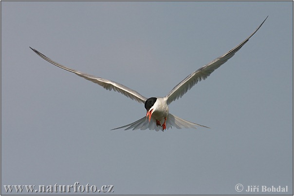 Sterna hirundo