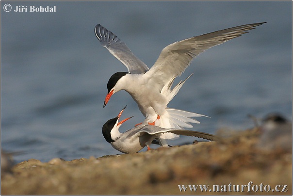 Sterna hirundo