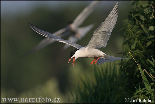 Sterna hirundo