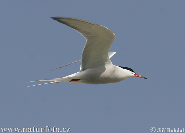 Sterna hirundo