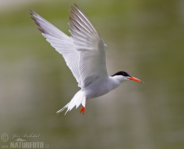 Sterna hirundo