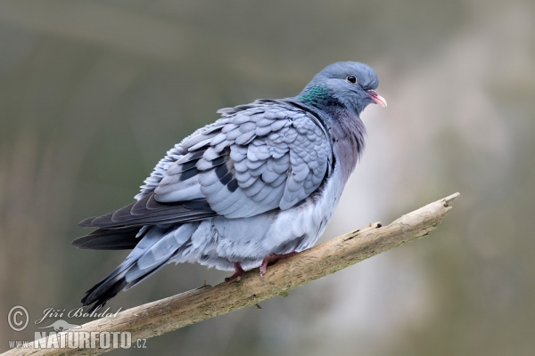 Stock Dove (Columba oenas)