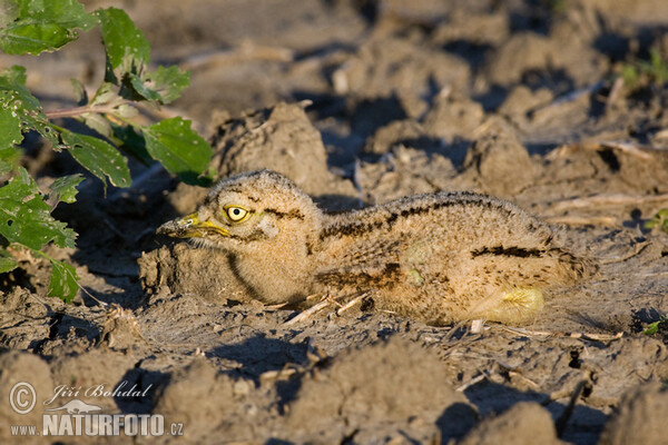 Stone-curlev (Burhinus oedicnemus)