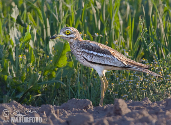 Stone-curlev (Burhinus oedicnemus)