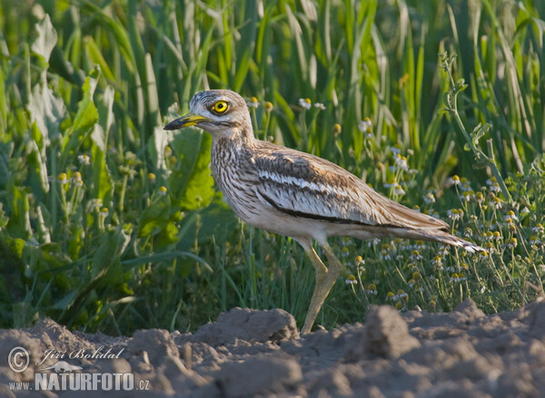 Stone-curlev (Burhinus oedicnemus)