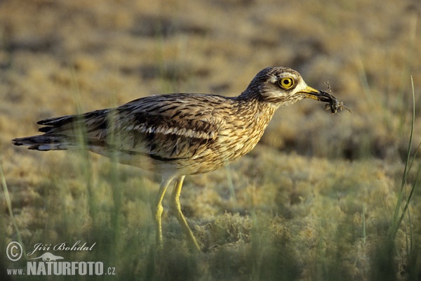 Stone-curlev (Burhinus oedicnemus)