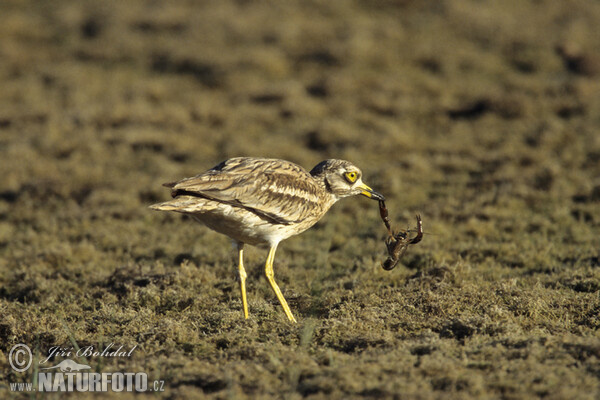 Stone-curlew (Burhinus oedicnemus)