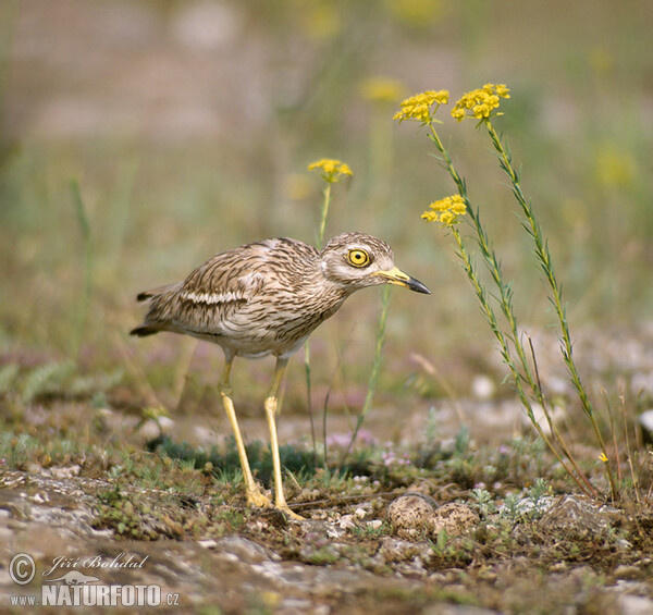 Stone-curlew (Burhinus oedicnemus)