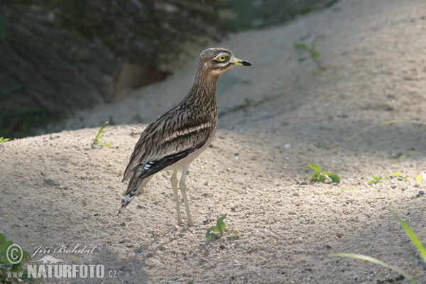 Stone-curlew (Burhinus oedicnemus)