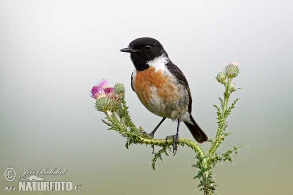 Stonechat (Saxicola torquata)